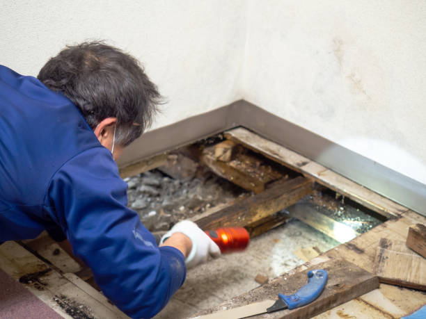 Best Mold Testing  in Chinook, MT