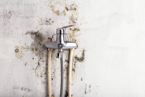 Best Local Mold Removal Service  in Chinook, MT