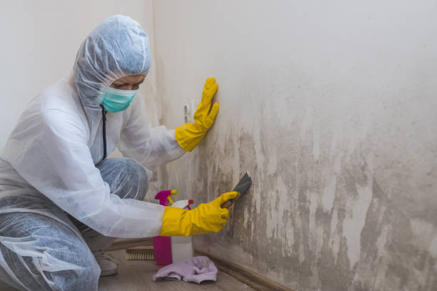 Best Attic Mold Removal  in Chinook, MT