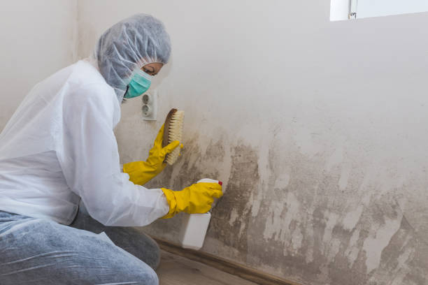 Best Commercial Mold Removal  in Chinook, MT
