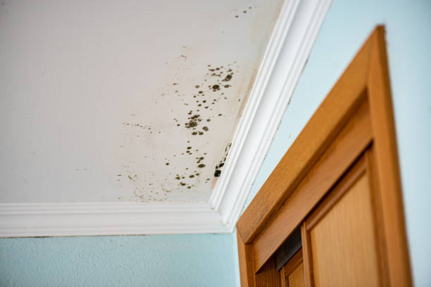 Best Crawl Space Mold Removal  in Chinook, MT