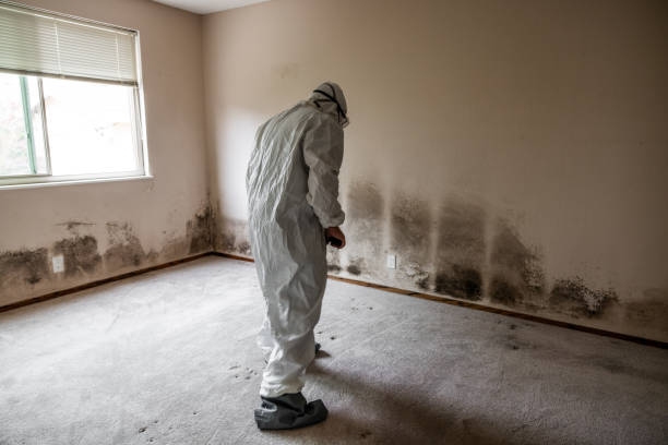 Best Commercial Mold Removal  in Chinook, MT