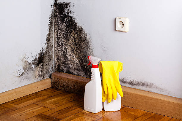 Best Best Mold Removal Companies  in Chinook, MT