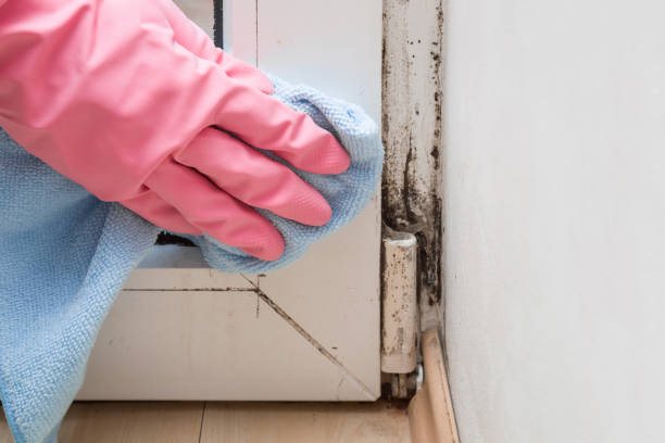Best Professional Mold Removal  in Chinook, MT