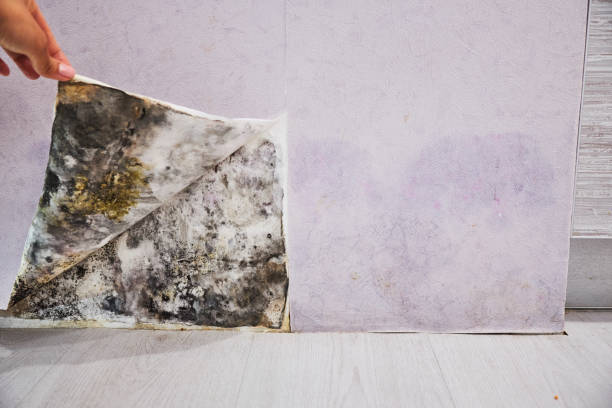 Best Mold Damage Repair  in Chinook, MT